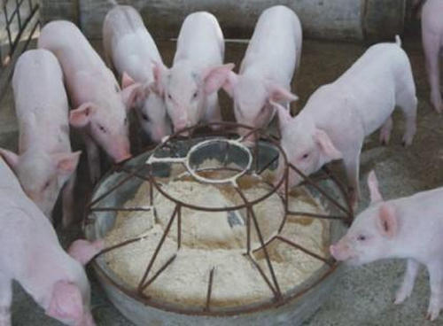 飼喂顆粒料的優(yōu)勢體現在哪些方面呢？